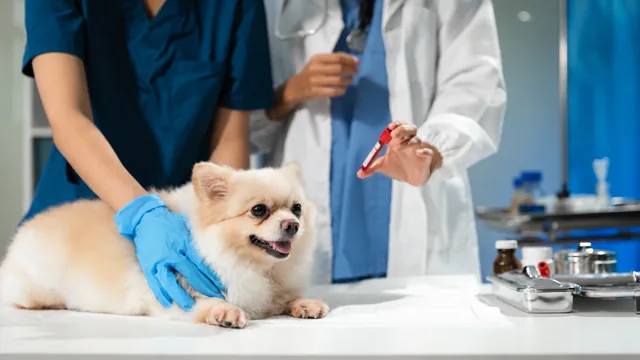 Muestra de un perro procesada para análisis veterinarios en el Laboratorio LVV de Bahía Blanca